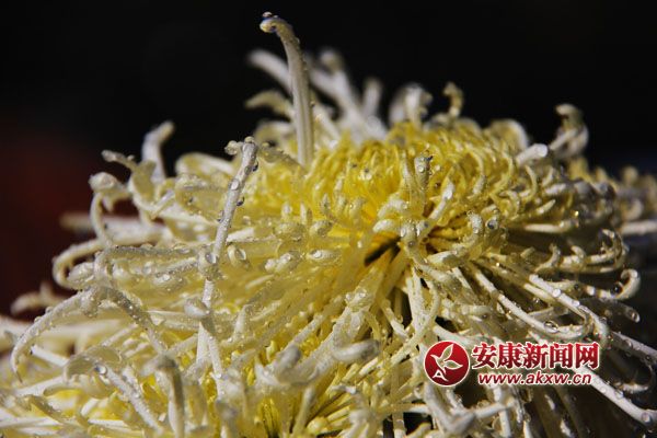 9ջʢ_(ki)ƢӭL(fng)ŭ׿ȻSٻͬݣcٻ(zhng)c(zhng)scĺɠ(zhng)G