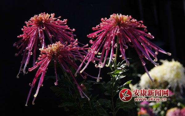 2ջʒɪL(fng)Џ׌cļ(ji)ˎ׷͜ɫջ_ûF(tun)\ء涷G׌pĐĿĕ